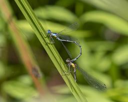 Tandem pair Aurora Damsels