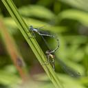 Tandem pair Aurora Damsels