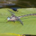 Image of Arigomphus furcifer imported from iNaturalist.