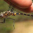 Image of Helocordulia selysii imported from iNaturalist.