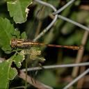 Image of Phyllocycla argentina imported from iNaturalist.