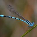 Image of Argia bipunctulata imported from iNaturalist.