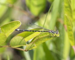Female Seepage Dancer