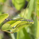 Female Seepage Dancer