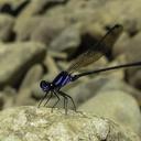 Image of Argia calida imported from iNaturalist.