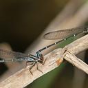 Image of Argia cuprea imported from iNaturalist.