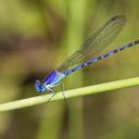 Image of Argia extranea imported from iNaturalist.