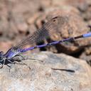 Image of Argia funebris imported from iNaturalist.