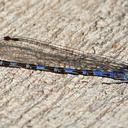 Image of Argia immunda imported from iNaturalist.