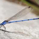 Image of Argia lacrimans imported from iNaturalist.