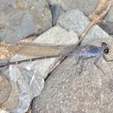 Image of Argia lugens imported from iNaturalist.