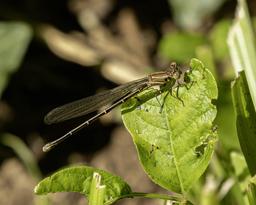 Female Powdered Dancer