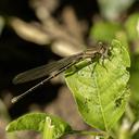 Female Powdered Dancer