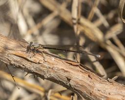 Immature Powdered Dancer