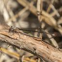 Immature Powdered Dancer