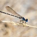 Image of Argia sedula imported from iNaturalist.