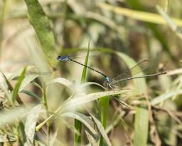 Tandem pair Blue-ringed Dancers