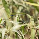 Tandem pair Blue-ringed Dancers