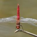 Image of Brachymesia furcata imported from iNaturalist.