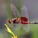 Image of Celithemis amanda imported from iNaturalist.