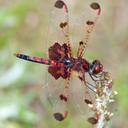 Image of Celithemis elisa imported from iNaturalist.