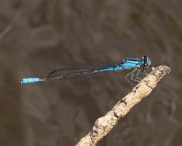 Male Azure Bluet