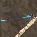 Male Azure Bluet