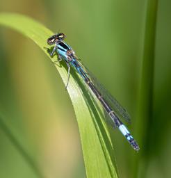 Female Azure Bluet