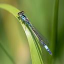 Female Azure Bluet