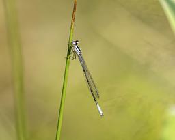 Immature male Azure Bluet