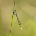 Immature male Azure Bluet