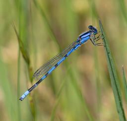 Male Familiar Bluet