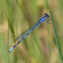 Male Familiar Bluet