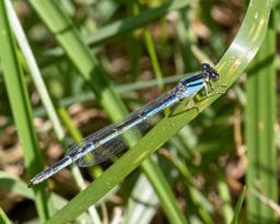 Female Familiar Bluet