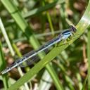 Female Familiar Bluet