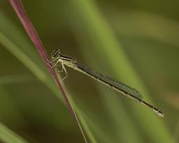 Female "Olive form" Big Bluet