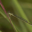 Female "Olive form" Big Bluet