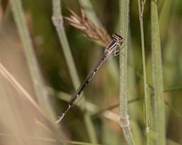 Female Big Bluet