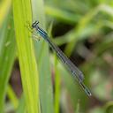 Andromorph female Big Bluet