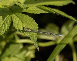 Female Stream Bluet