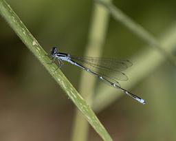 Male Stream Bluet