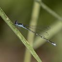 Male Stream Bluet