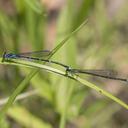 Tandem pair Stream Bluets
