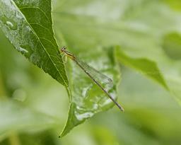 Female Orange Bluet