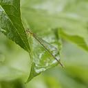 Female Orange Bluet