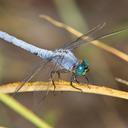 Image of Erythemis collocata imported from iNaturalist.