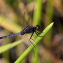 Image of Erythemis credula imported from iNaturalist.