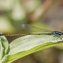 Image of Ischnura capreolus imported from iNaturalist.