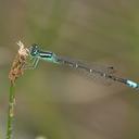 Image of Ischnura demorsa imported from iNaturalist.