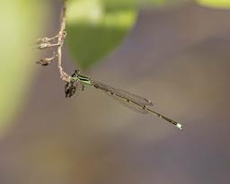 Male Furtive Forktail